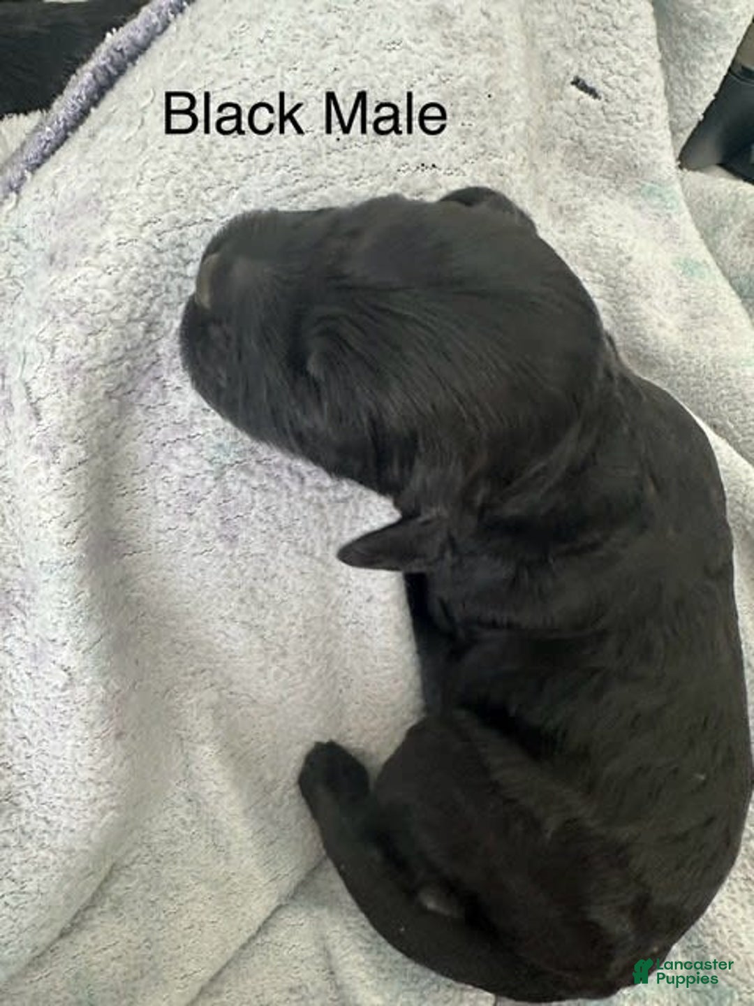Mini Goldendoodle dogs for sale: Males Litter 2 - Image 24
