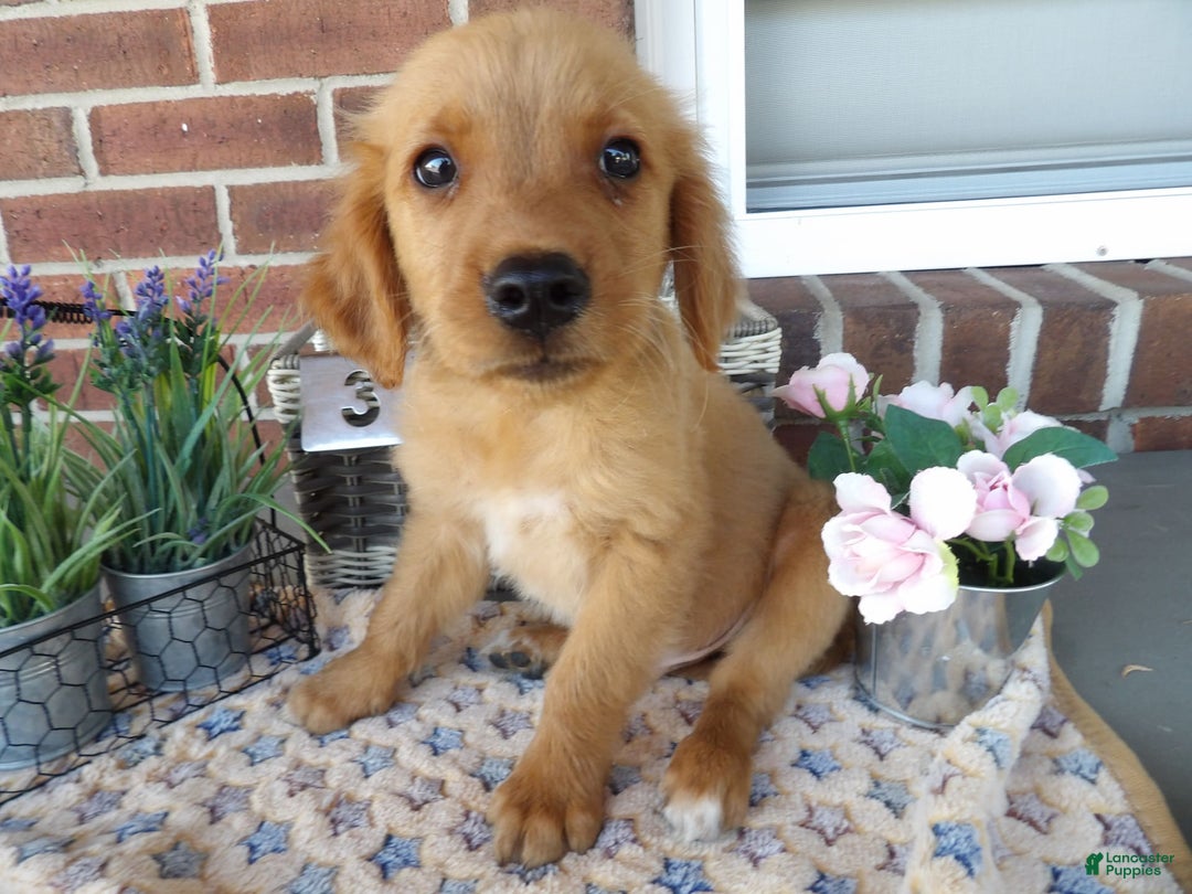 Golden Retriever dogs for sale: Austin - Image 1