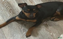 Miniature Pinscher dogs for sale: Ophelia - Image 11