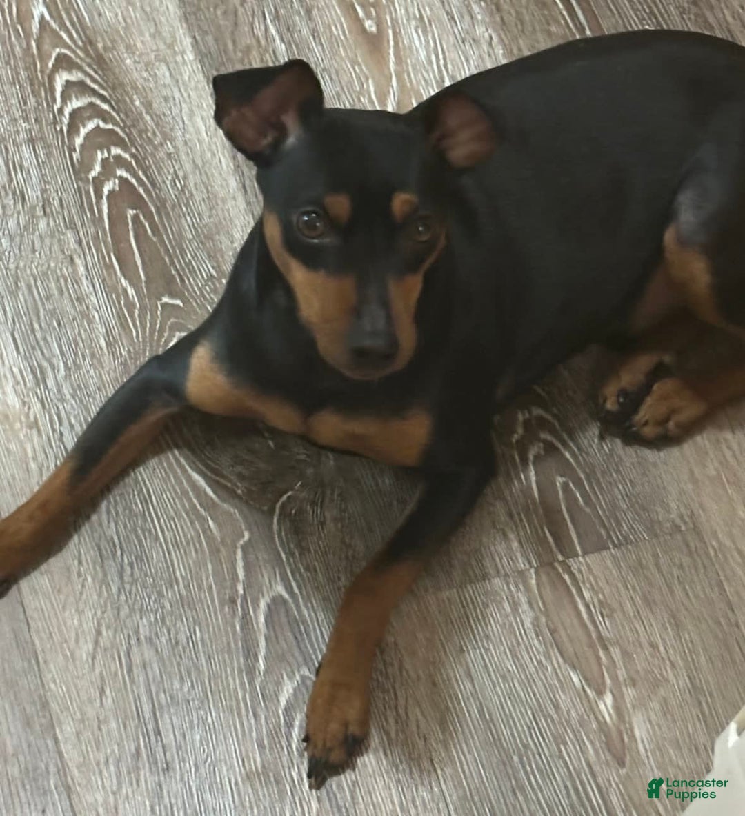 Miniature Pinscher dogs for sale: Ophelia - Image 11