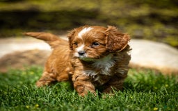 Cavapoo dogs for sale: Toby - Image 4