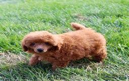 Miniature Poodle dogs for sale: Rita - Image 7