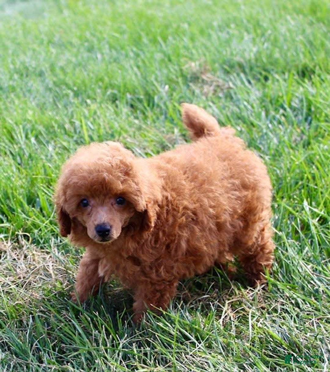 Miniature Poodle dogs for sale: Rita - Image 7