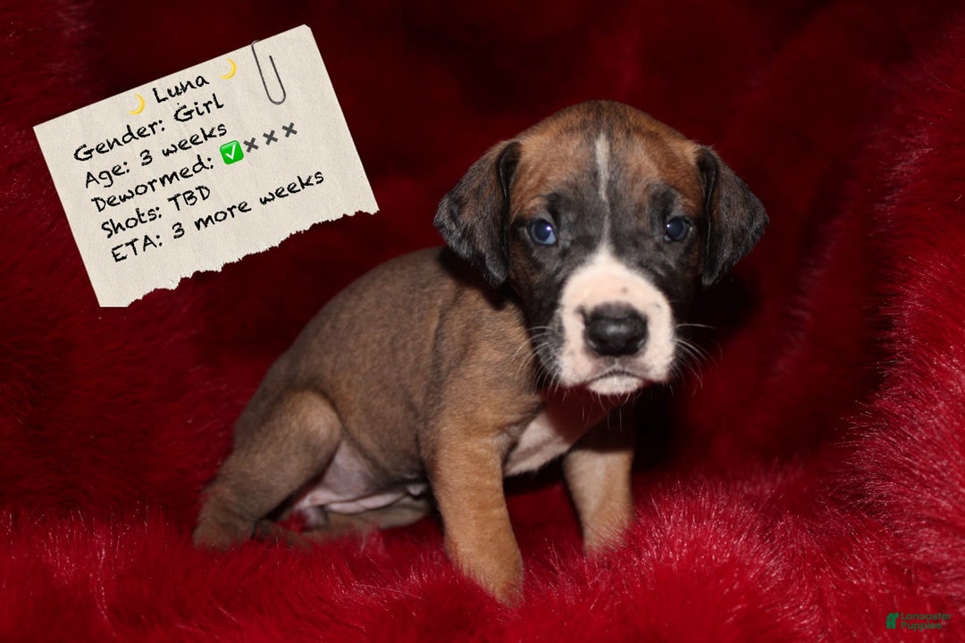 Great Dane dogs for sale: Luna - Image 1