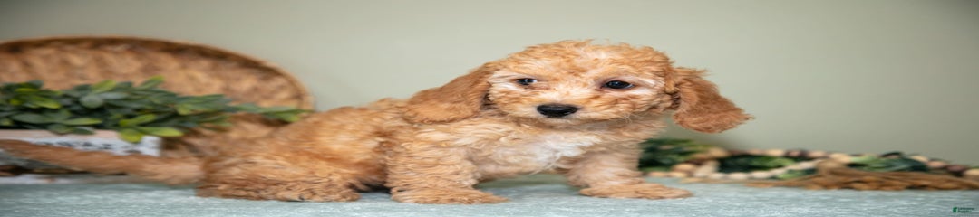 Glenda