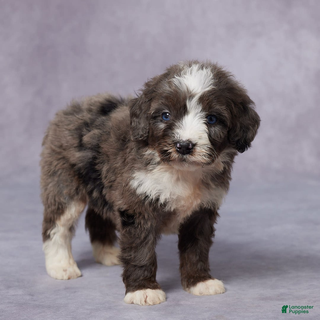 Mini Bernedoodle dogs for sale: Carly - Image 5