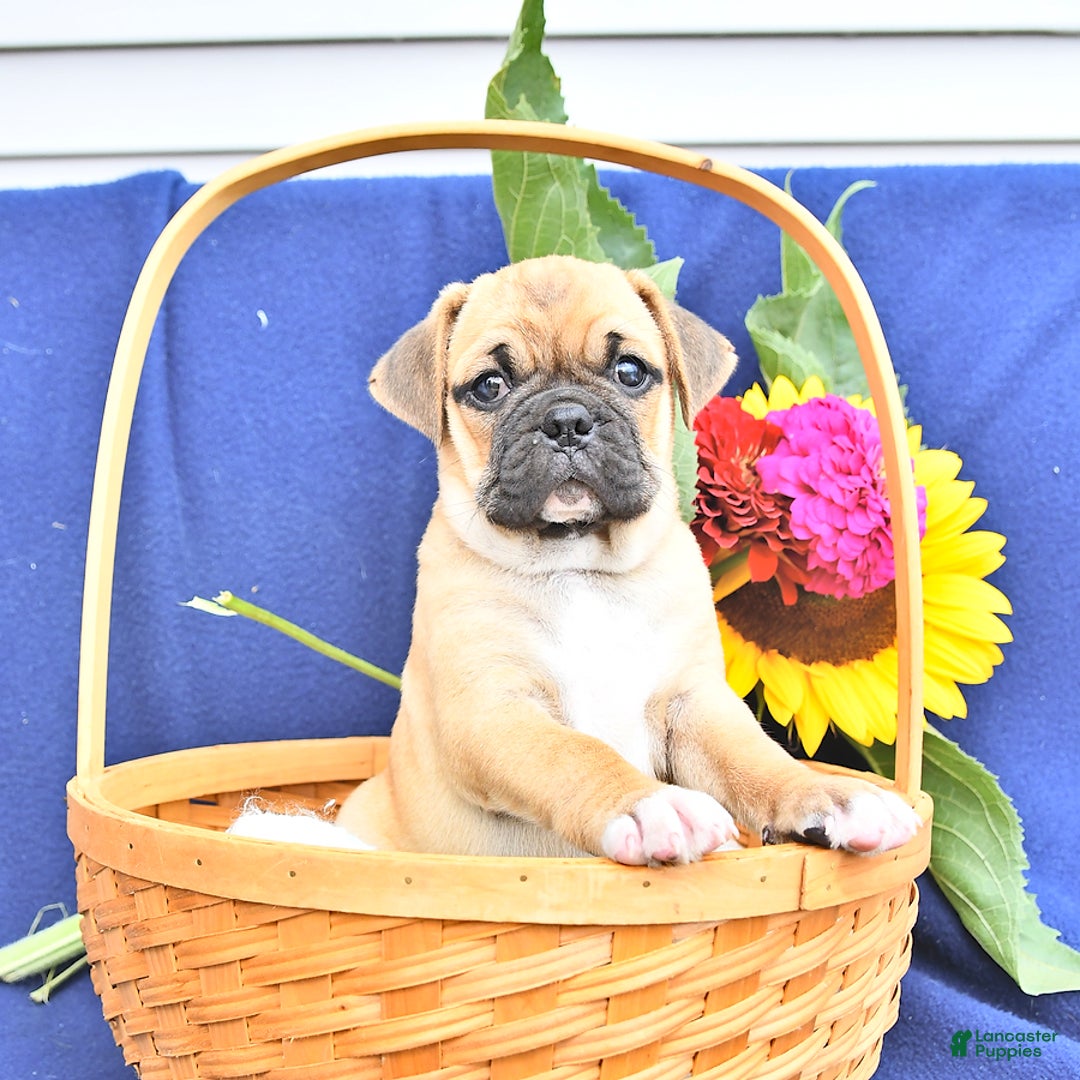 Pug dogs for sale: Corki - Image 2