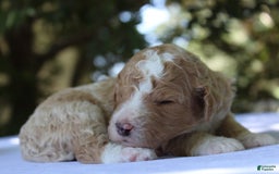 Standard Poodle dogs for sale: London Moyen - Image 14