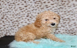 Miniature Poodle dogs for sale: Cliff - Image 2