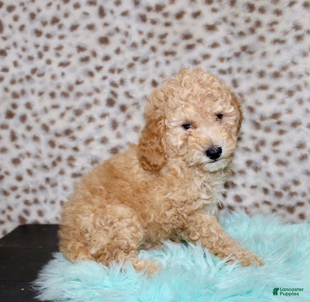Miniature Poodle dogs for sale: Cliff - Image 2