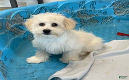 Coton De Tulear dogs for sale: Merlin - Image 7
