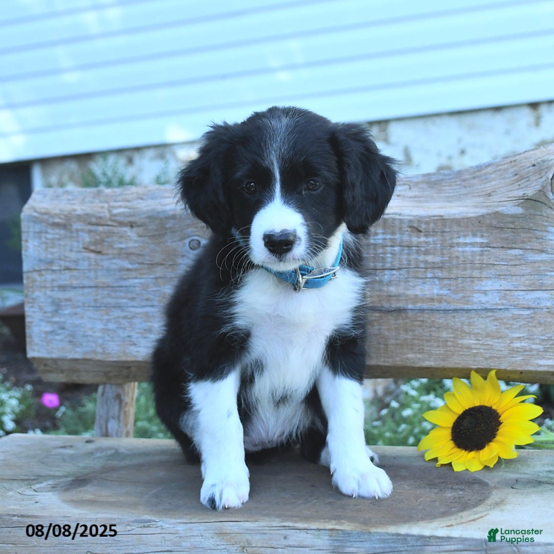 Border Collie dogs for sale: Rita - Image 1