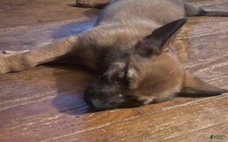German Shepherd dogs for sale: Darcy - Image 2