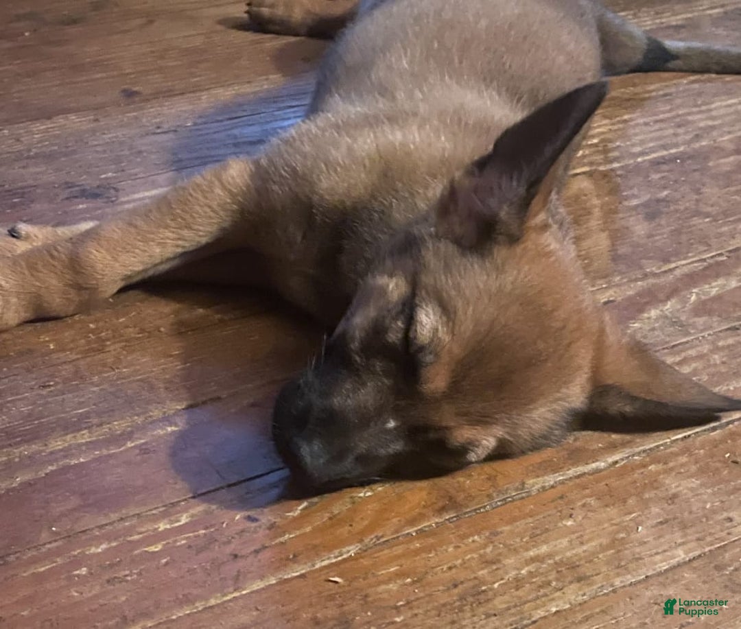 German Shepherd dogs for sale: Darcy - Image 2