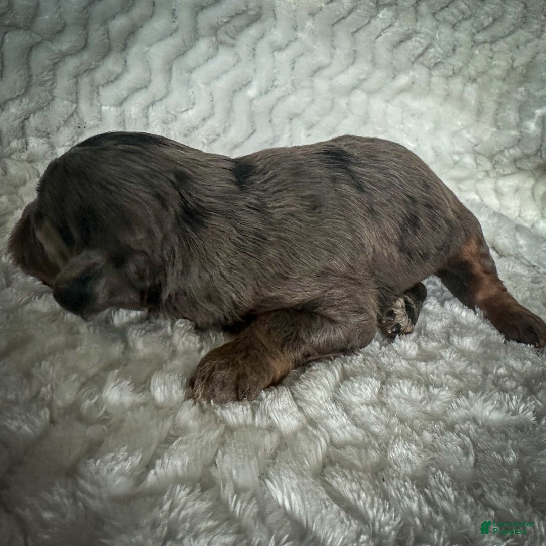 Cavapoo dogs for sale: Pumba - Image 13