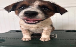 Australian Cattle Dog dogs for sale: Penny - Image 4