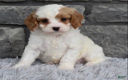 Cavapoo dogs for sale: Ace - Image 1