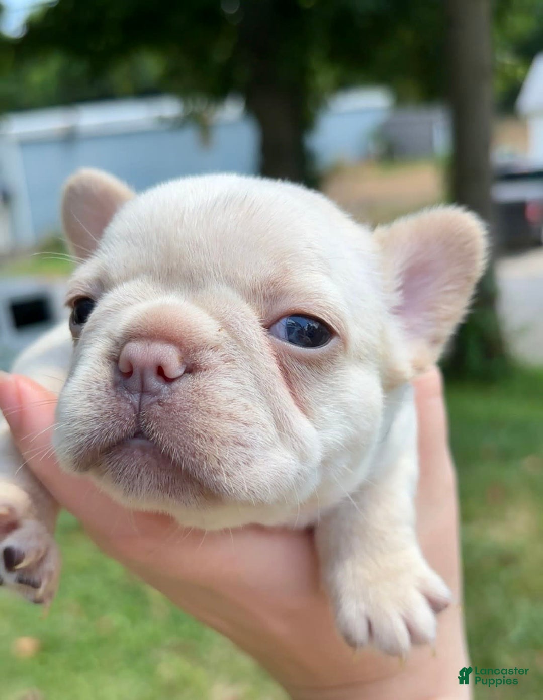 French Bulldog dogs for sale: Feyre - Image 3