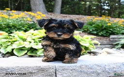 Yorkshire Terrier dogs for sale: Milo - Image 2