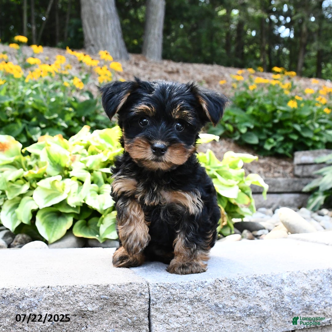 Yorkshire Terrier dogs for sale: Milo - Image 2