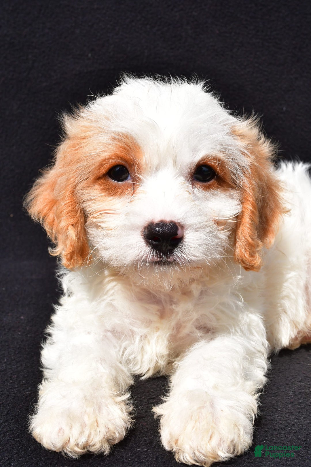 Cavachon dogs for sale: Bruce - Image 5