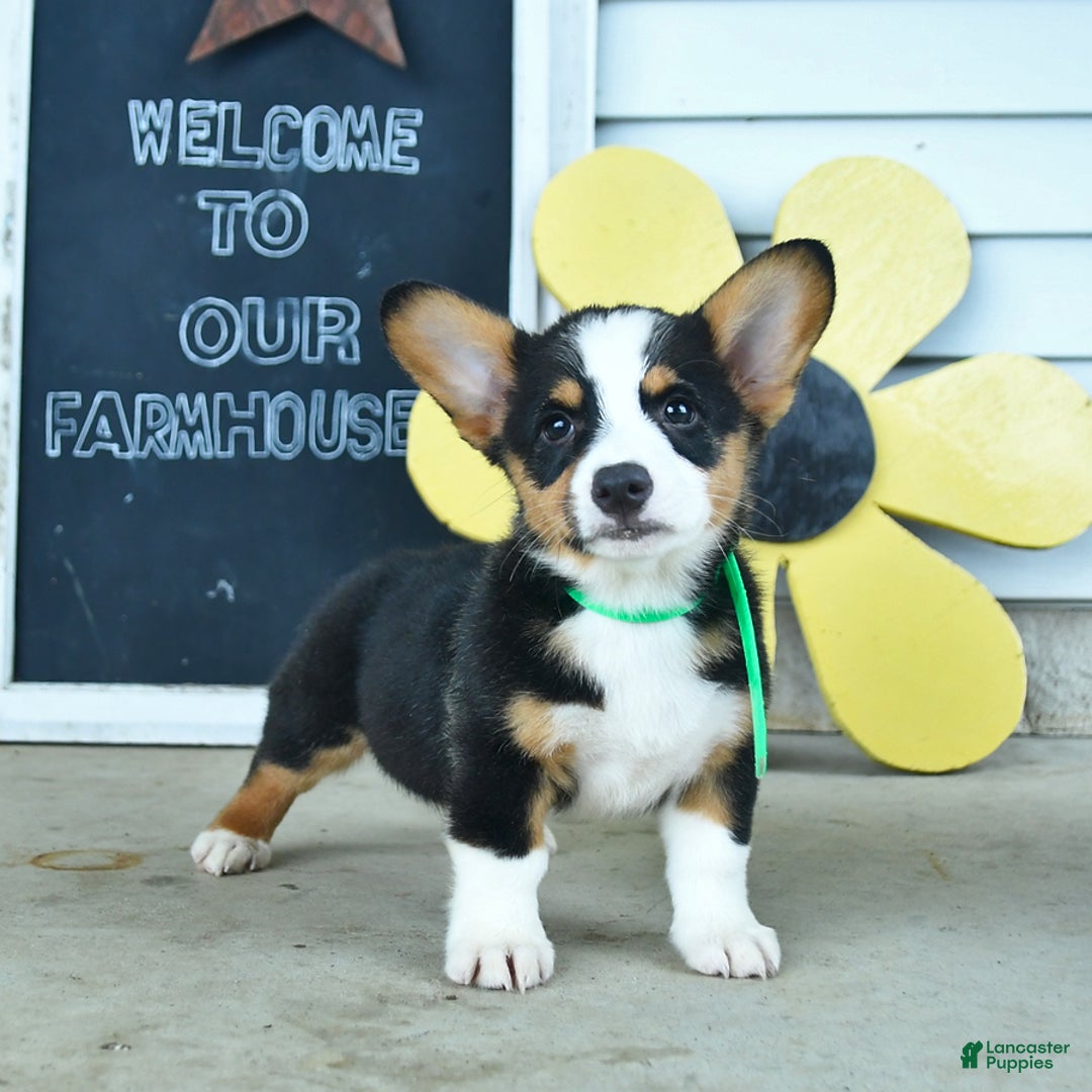 Welsh Corgi Pembroke dogs for sale: Major - Image 3