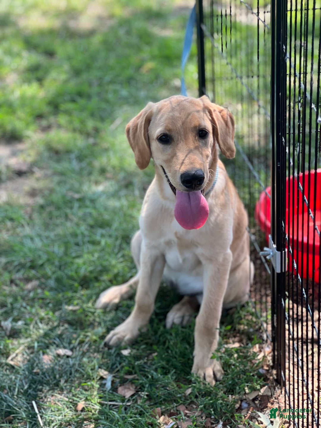 Goldador dogs for sale: River - Image 1