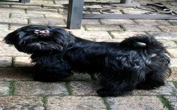 Shih Tzu dogs for sale: Beauty-mini - Image 10