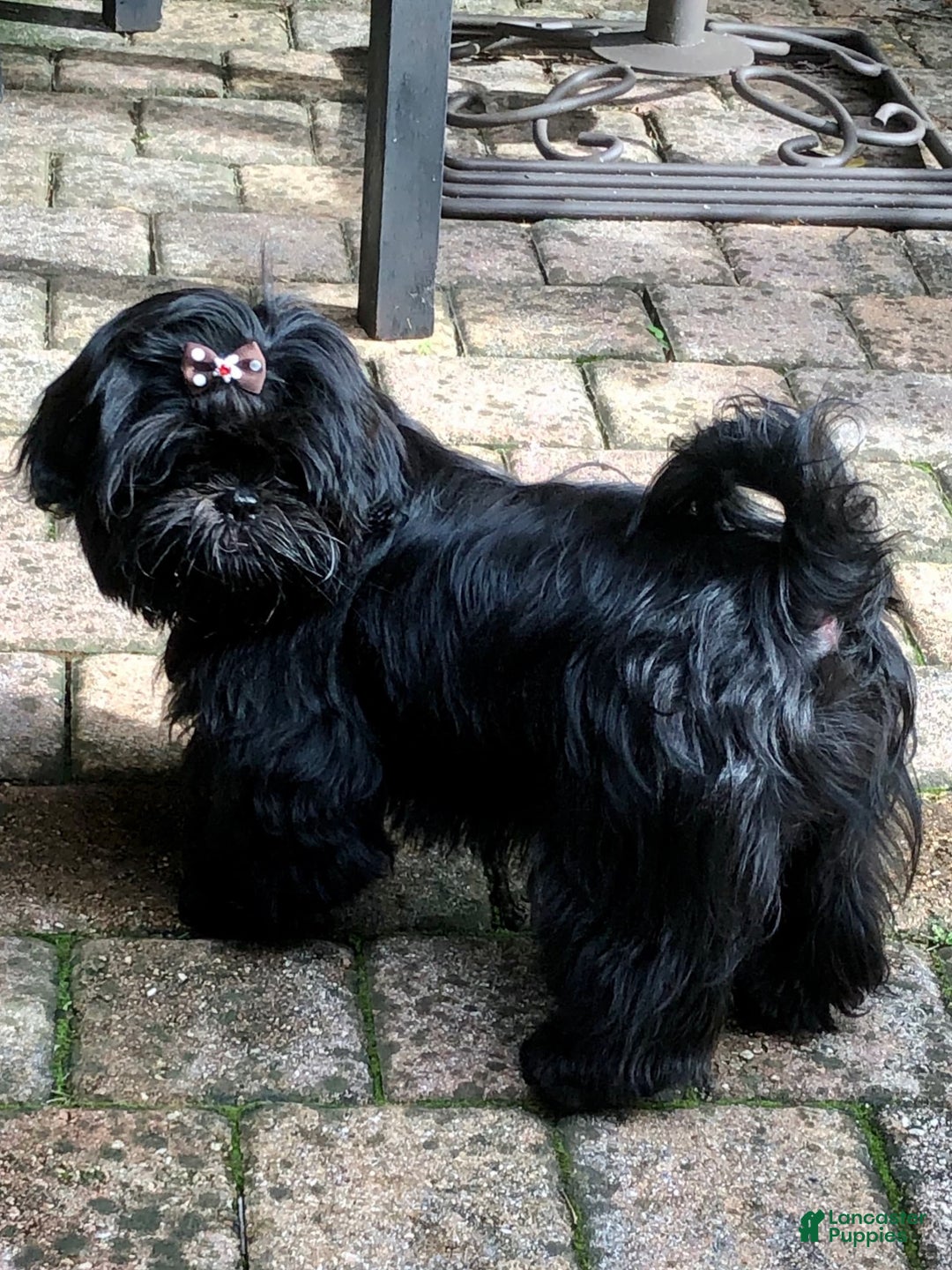 Shih Tzu dogs for sale: Beauty-mini - Image 10