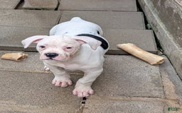 American Bulldog dogs for sale: Briar Rose - Image 3