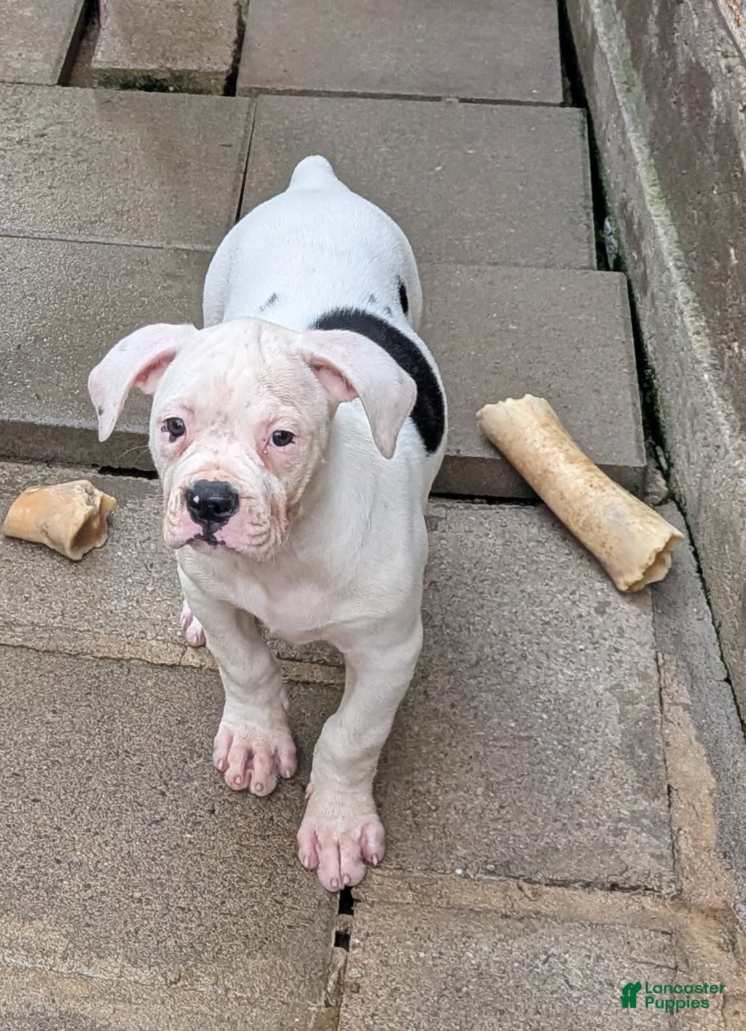 American Bulldog dogs for sale: Briar Rose - Image 3