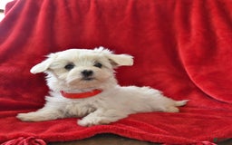 Maltese dogs for sale: Stardust - Image 15