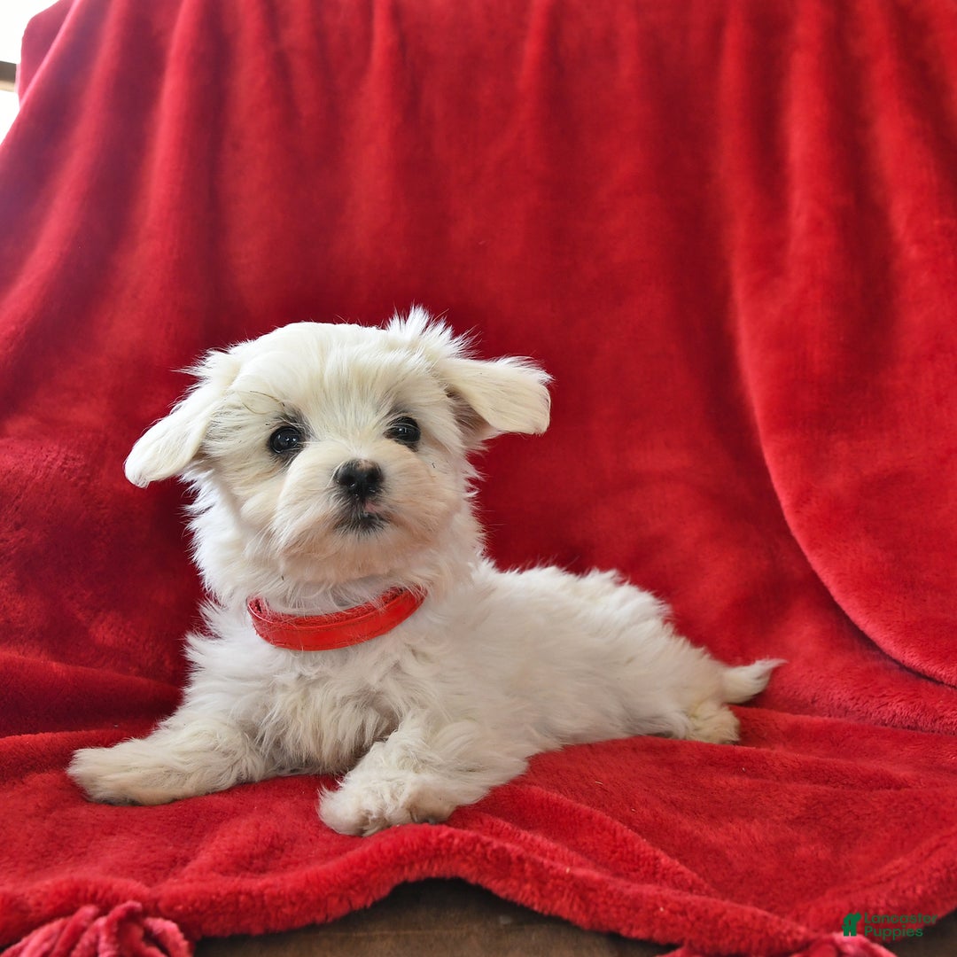 Maltese dogs for sale: Stardust - Image 15