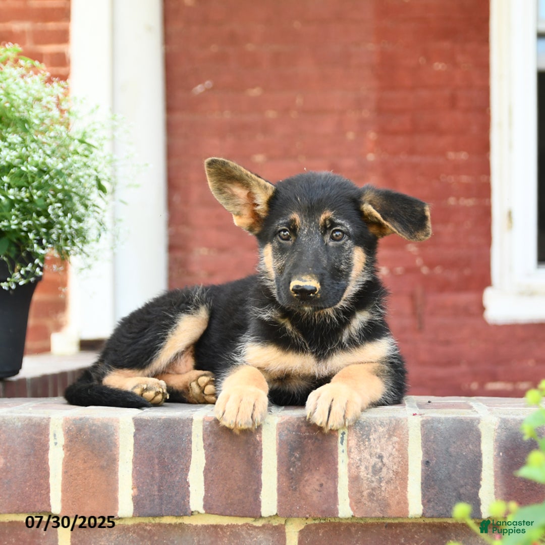 German Shepherd dogs for sale: Macy - Image 2