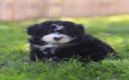 Mini Bernedoodle dogs for sale: Mia - Image 7