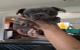 French Bulldog dogs for sale: Becky - Image 5