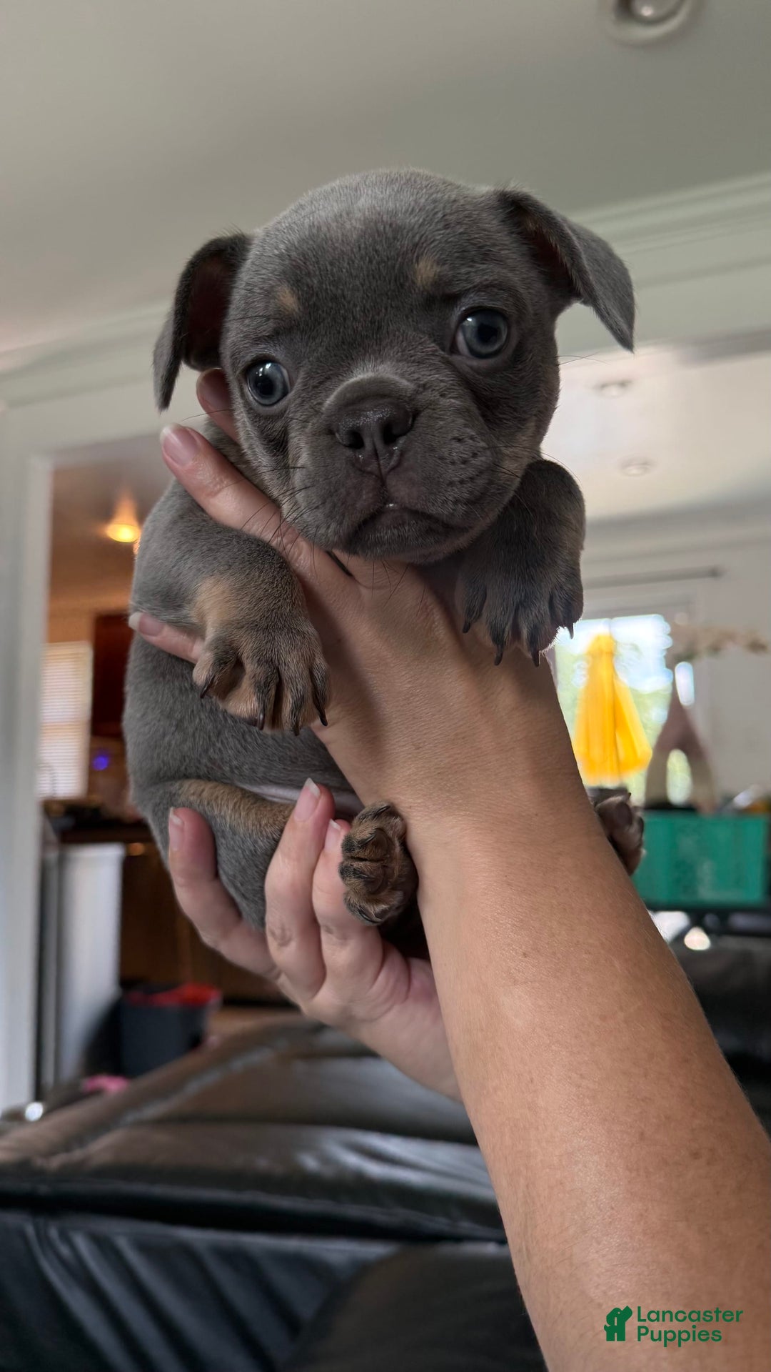 French Bulldog dogs for sale: Becky - Image 5