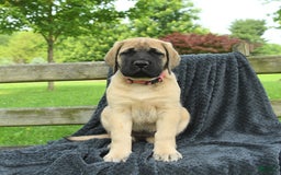 English Mastiff dogs for sale: Macey - Image 3