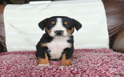 Greater Swiss Mountain Dog dogs for sale: Forest - Image 2