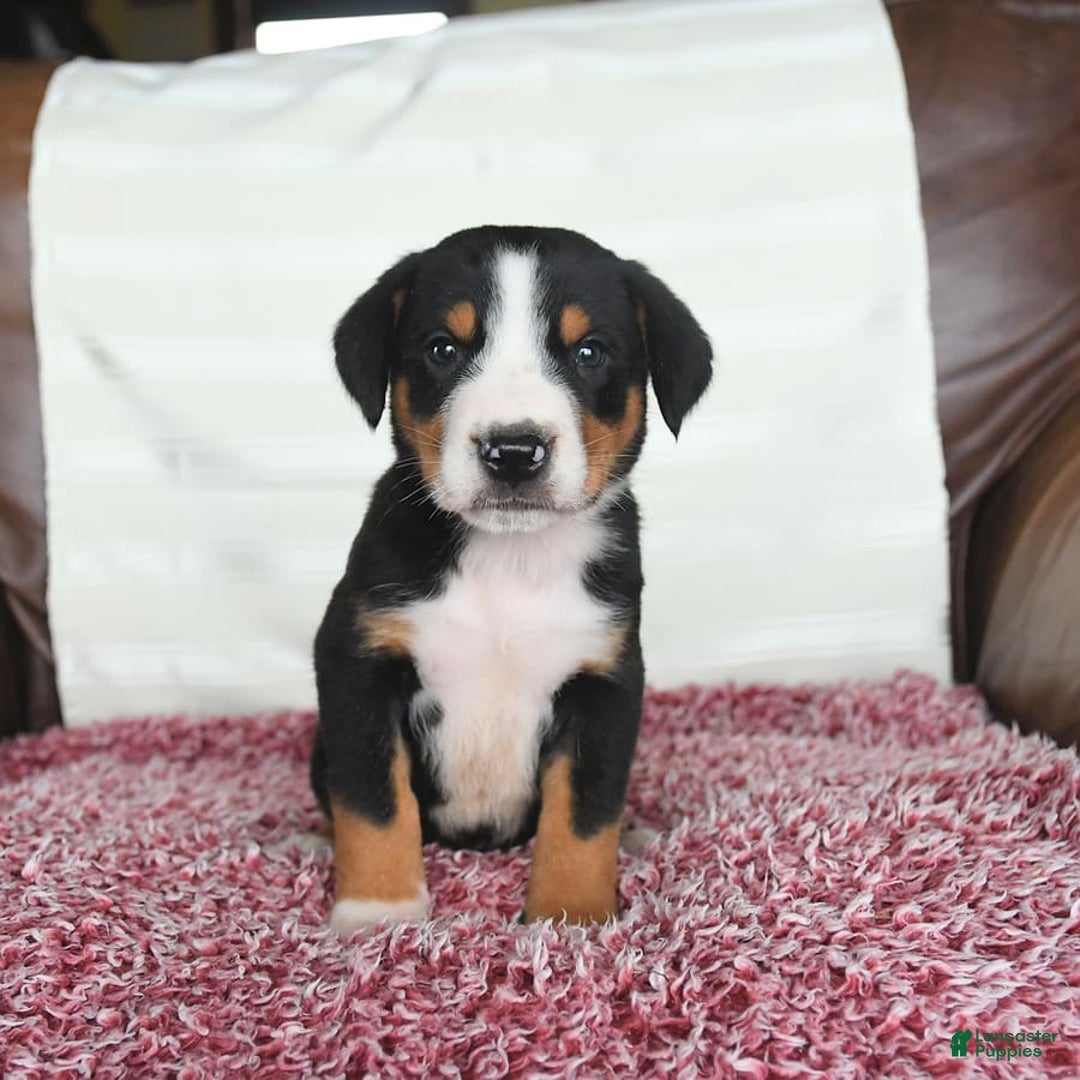 Greater Swiss Mountain Dog dogs for sale: Forest - Image 2