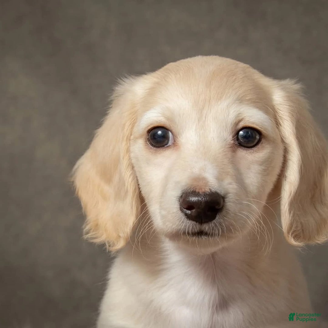 Dachshund dogs for sale: Deli - Image 1