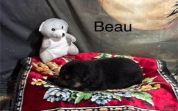 German Shepherd dogs for sale: Beau - Image 3