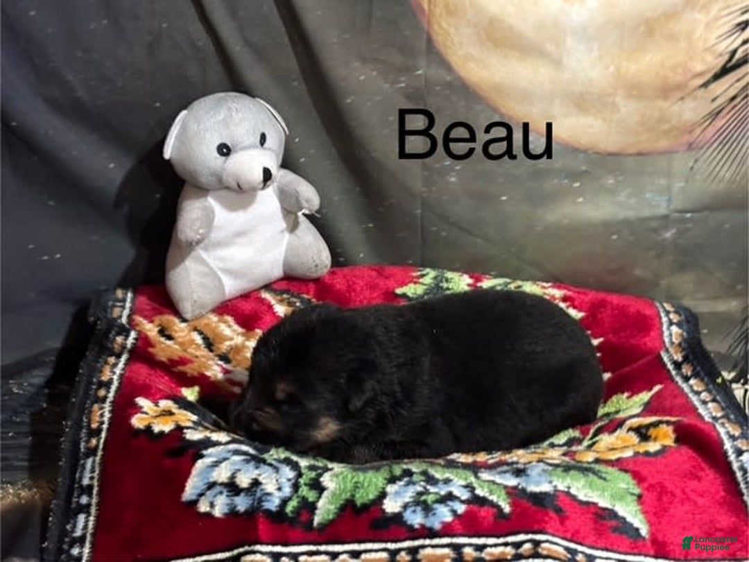 German Shepherd dogs for sale: Beau - Image 3