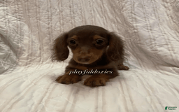 Dachshund dogs for sale: Tiny Girl Cecelia - Image 14