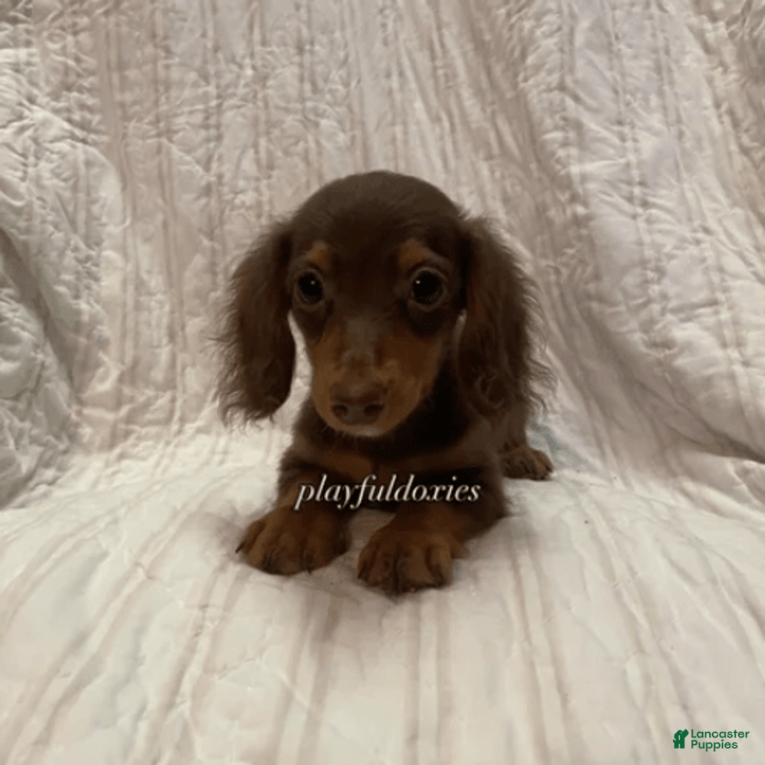 Dachshund dogs for sale: Tiny Girl Cecelia - Image 14