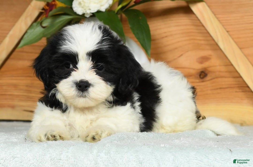Teddy Bear dogs for sale: Sabrina - Image 4