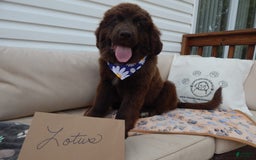 Newfoundland dogs for sale: Lotus - Image 2