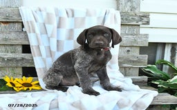 German Shorthaired Pointer dogs for sale: Luke - Image 3