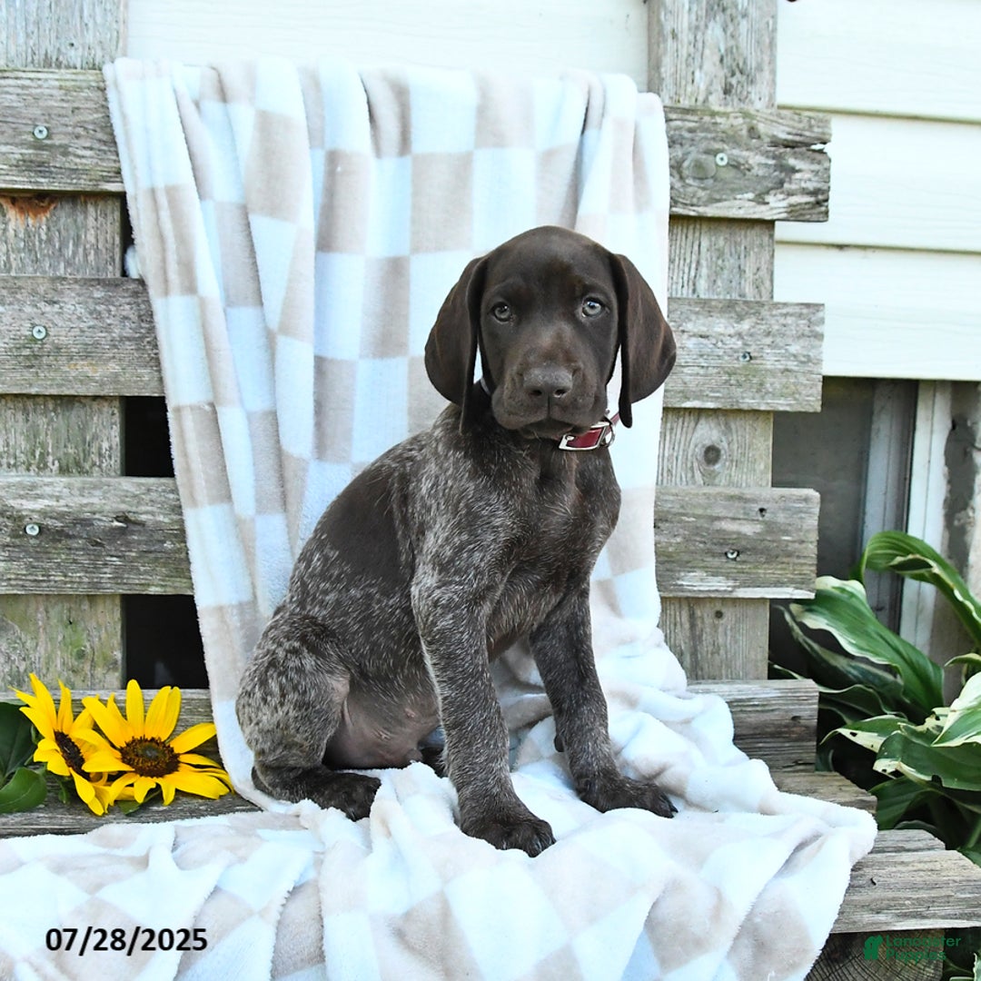 German Shorthaired Pointer dogs for sale: Luke - Image 3