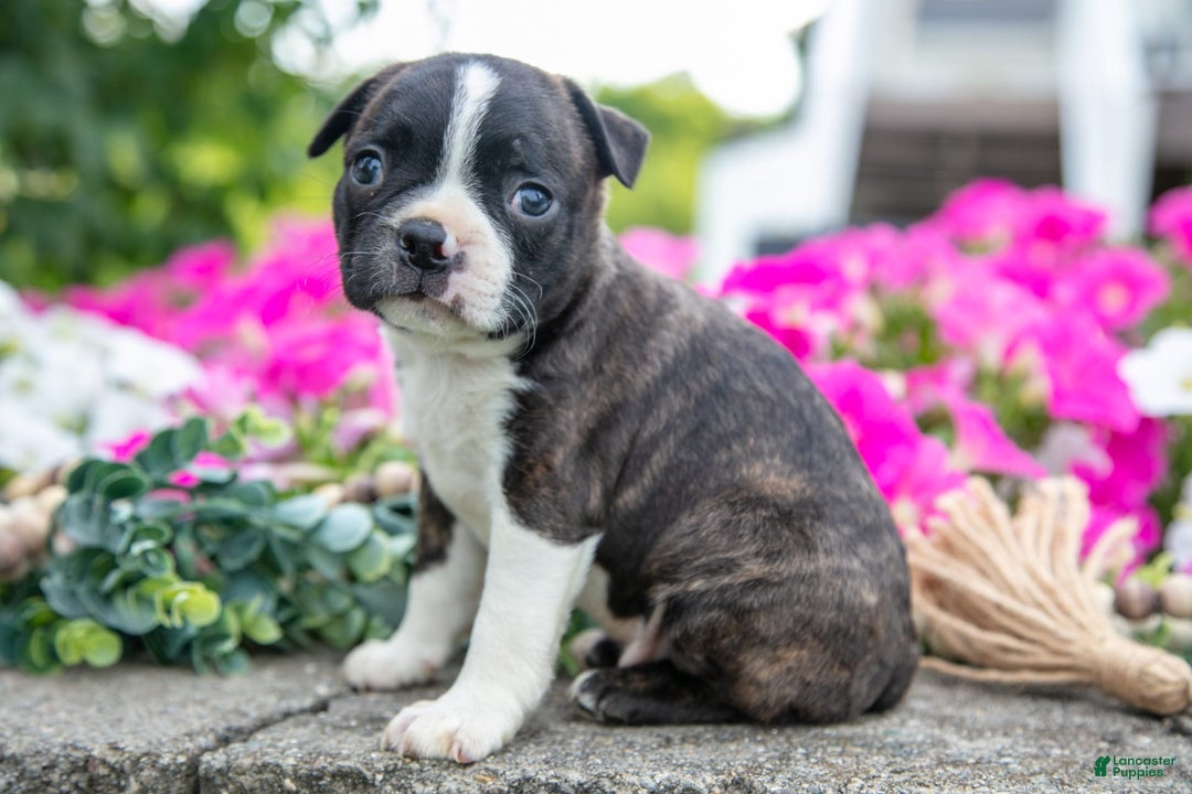 Boston Terrier dogs for sale: Max - Image 1